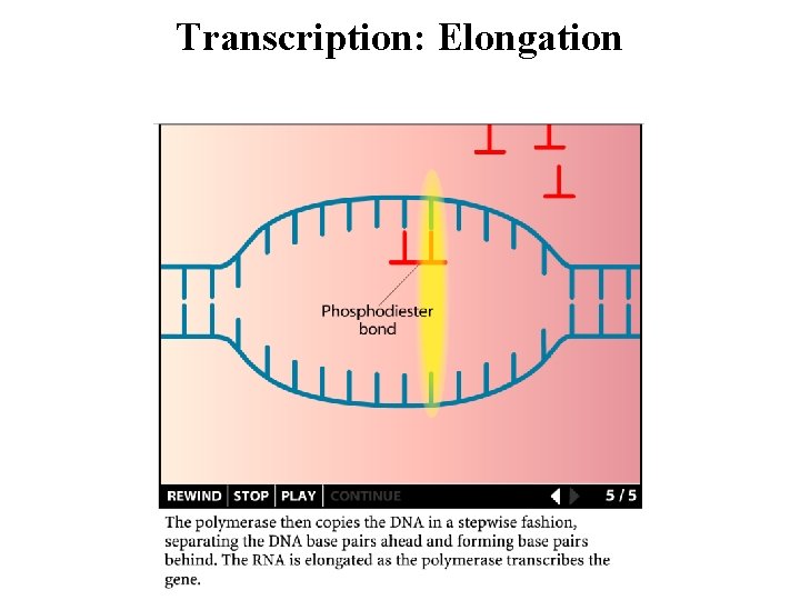 Transcription: Elongation 