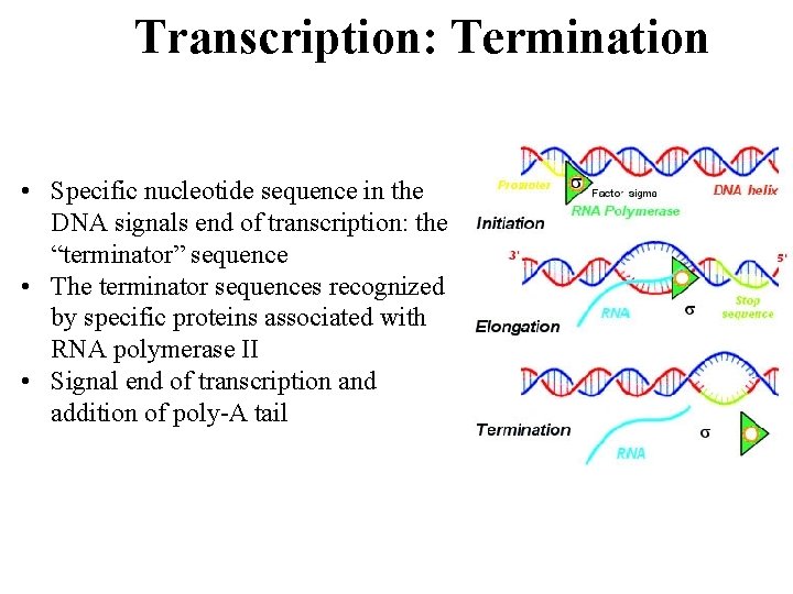 Transcription: Termination • Specific nucleotide sequence in the DNA signals end of transcription: the