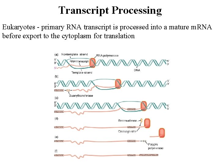 Transcript Processing Eukaryotes - primary RNA transcript is processed into a mature m. RNA