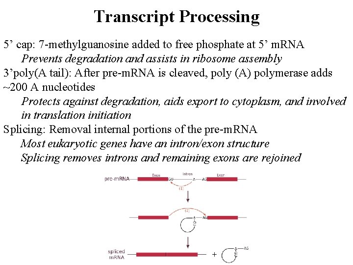 Transcript Processing 5’ cap: 7 -methylguanosine added to free phosphate at 5’ m. RNA