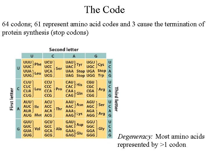 The Code 64 codons; 61 represent amino acid codes and 3 cause the termination