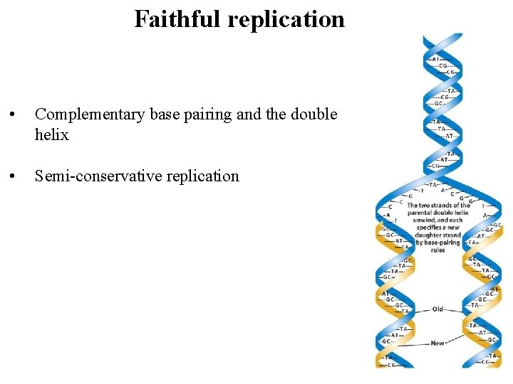 Faithful replication • Complementary base pairing and the double helix • Semi-conservative replication 