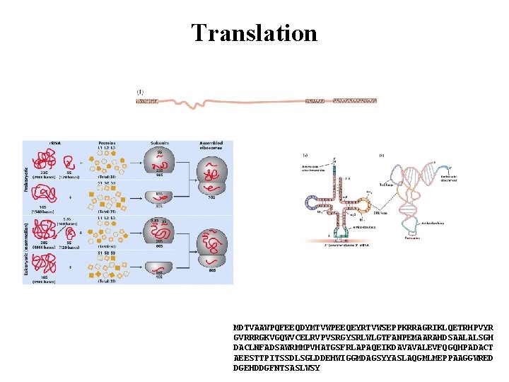 Translation MDTVAAWPQFEEQDYMTVWPEEQEYRTVWSEPPKRRAGRIKLQETRHPVYR GVRRRGKVGQWVCELRVPVSRGYSRLWLGTFANPEMAARAHDSAALALSGH DACLNFADSAWRMMPVHATGSFRLAPAQEIKDAVAVALEVFQGQHPADACT AEESTTPITSSDLSGLDDEHWIGGMDAGSYYASLAQGMLMEPPAAGGWRED DGEHDDGFNTSASLWSY 