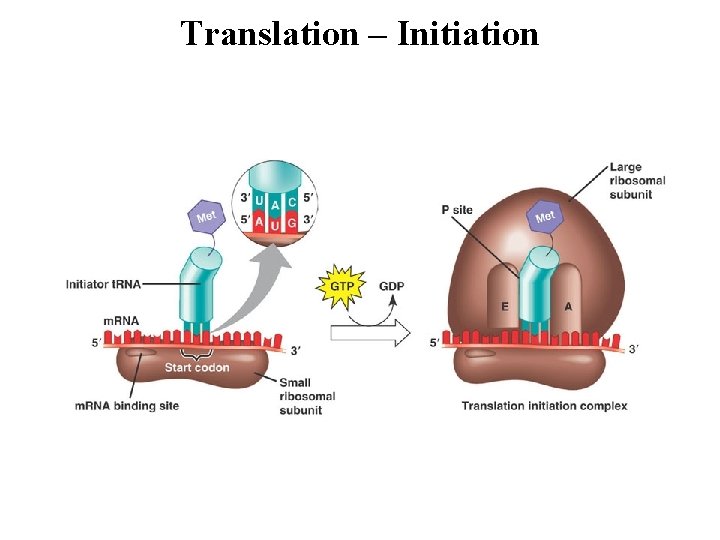 Translation – Initiation 