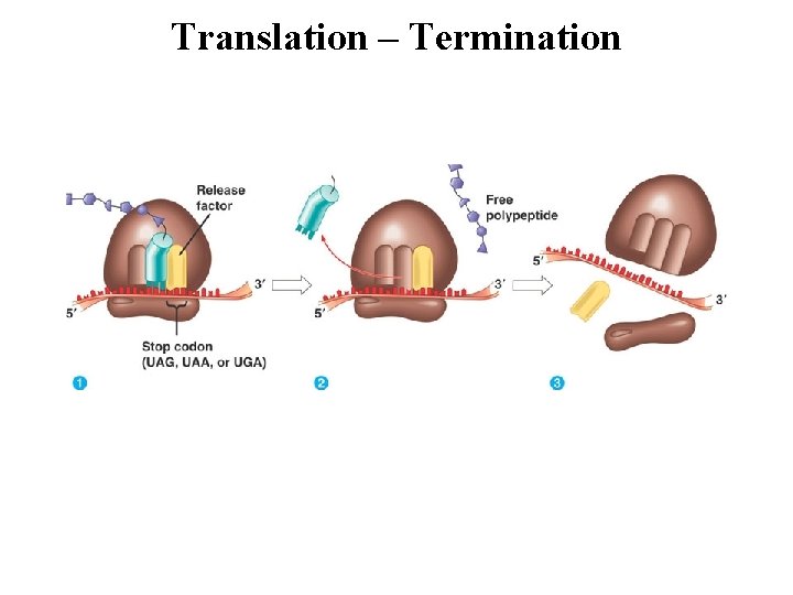 Translation – Termination 