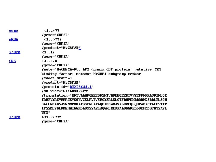gene <1. . >77 /gene="CBF 2 A" m. RNA <1. . >772 /gene="CBF 2