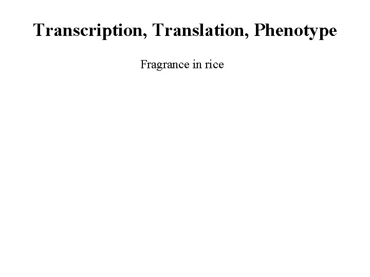 Transcription, Translation, Phenotype Fragrance in rice 