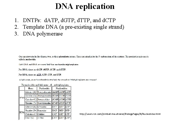 DNA replication 1. DNTPs: d. ATP, d. GTP, d. TTP, and d. CTP 2.