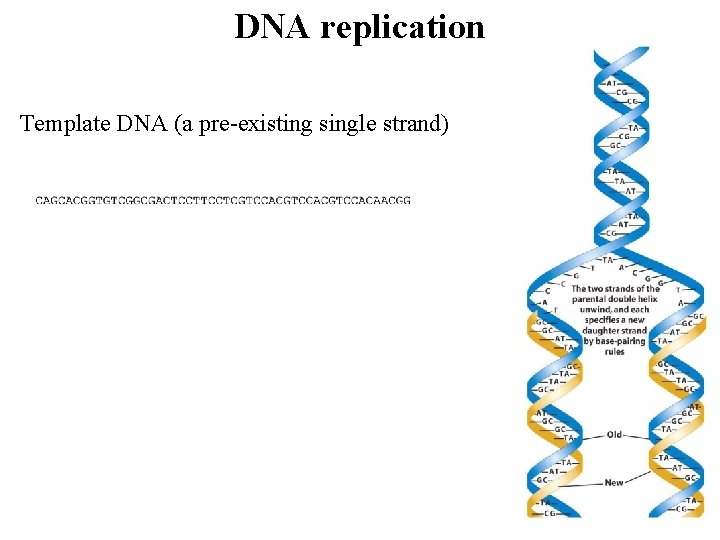 DNA replication Template DNA (a pre-existing single strand) 