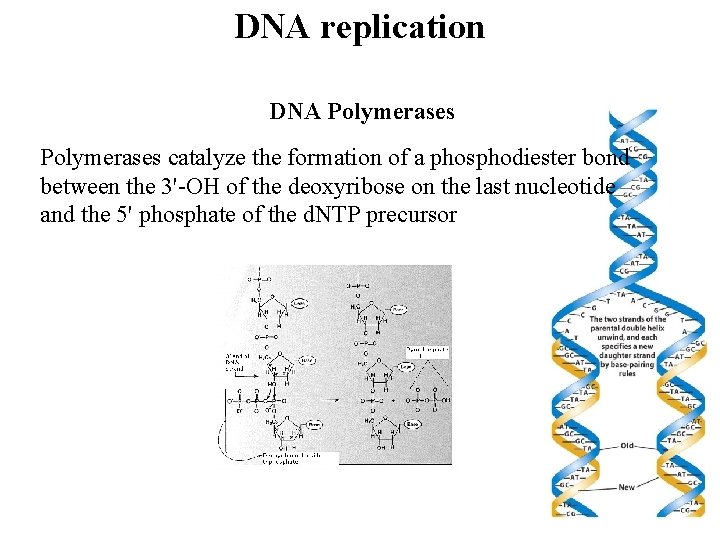 DNA replication DNA Polymerases catalyze the formation of a phosphodiester bond between the 3'-OH