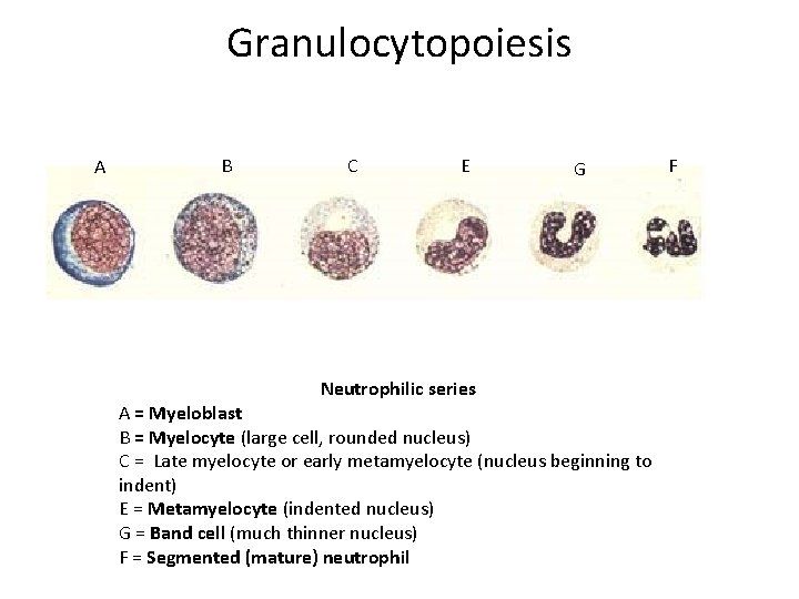 Granulocytopoiesis A B C E Neutrophilic series G A = Myeloblast B = Myelocyte