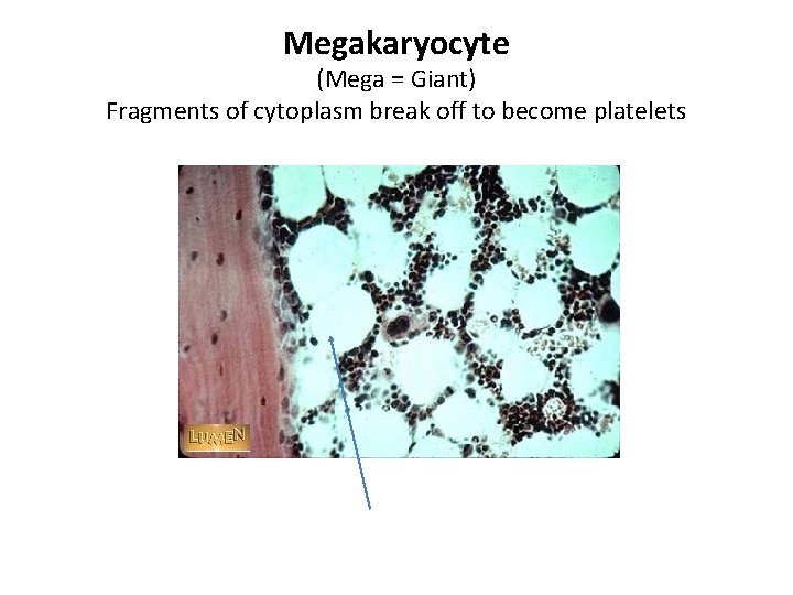 Megakaryocyte (Mega = Giant) Fragments of cytoplasm break off to become platelets 