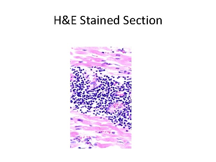 H&E Stained Section 