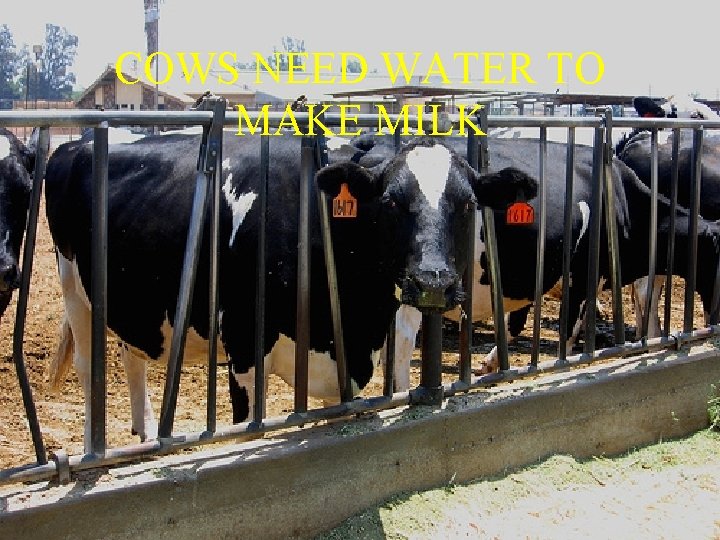 COWS NEED WATER TO MAKE MILK 