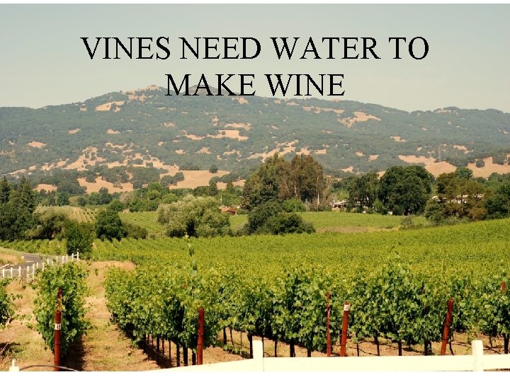 VINES NEED WATER TO MAKE WINE 