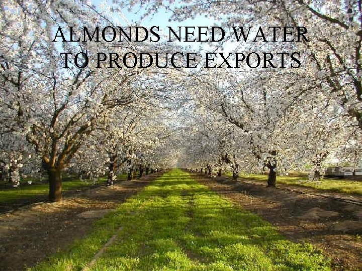 ALMONDS NEED WATER TO PRODUCE EXPORTS 