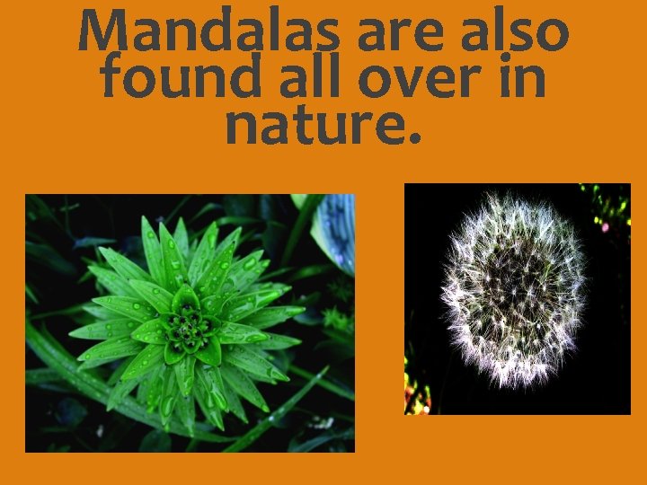 Mandalas are also found all over in nature. 