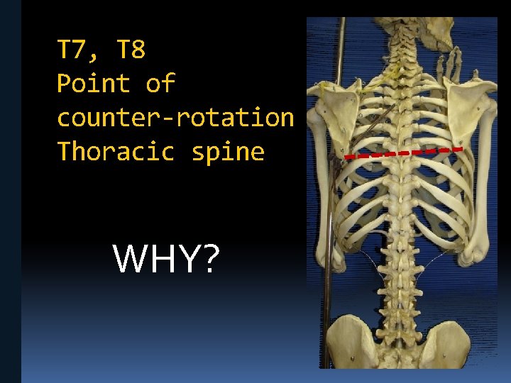 T 7, T 8 Point of counter-rotation in the Thoracic spine WHY? 
