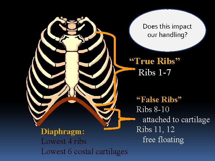 Does this impact our handling? “True Ribs” Ribs 1 -7 Diaphragm: Lowest 4 ribs