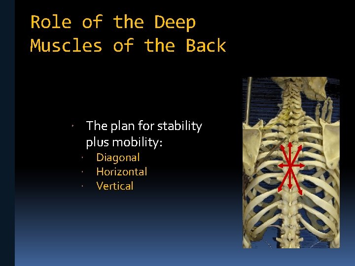 Role of the Deep Muscles of the Back The plan for stability plus mobility: