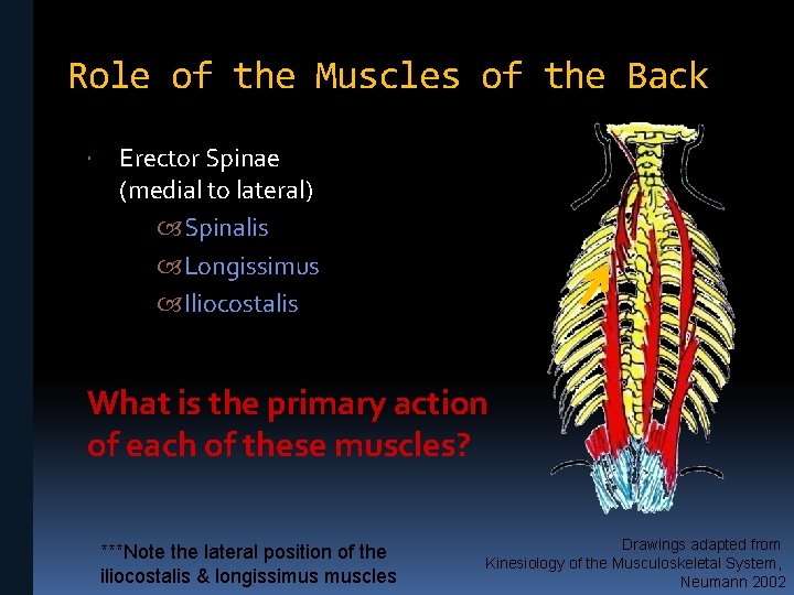 Role of the Muscles of the Back Erector Spinae (medial to lateral) Spinalis Longissimus