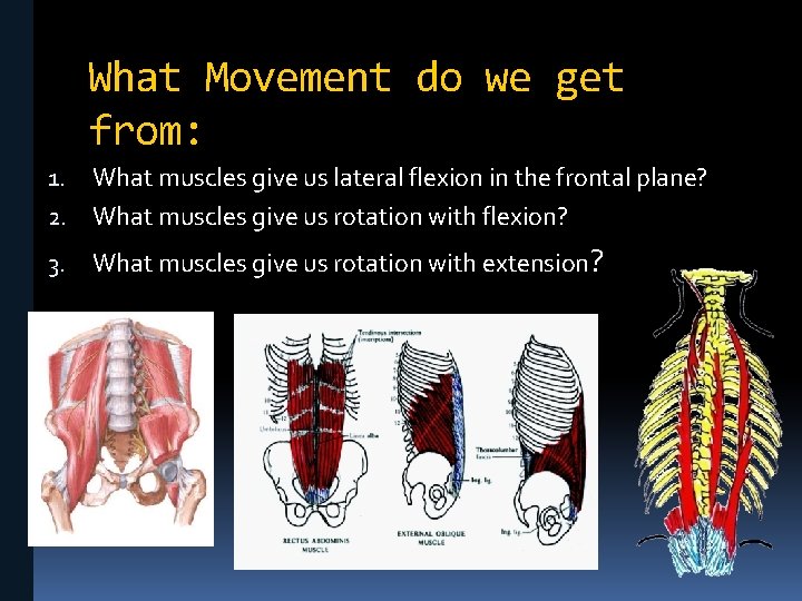 What Movement do we get from: What muscles give us lateral flexion in the