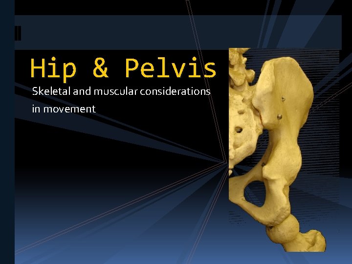 Hip & Pelvis Skeletal and muscular considerations in movement 
