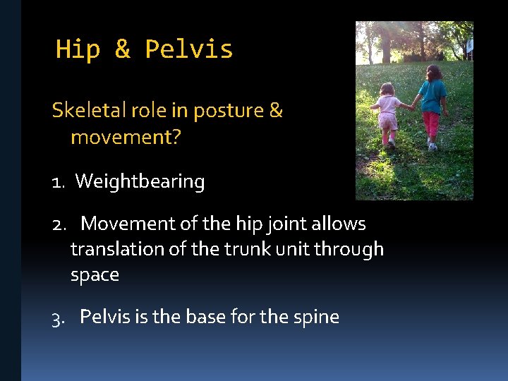 Hip & Pelvis Skeletal role in posture & movement? 1. Weightbearing 2. Movement of