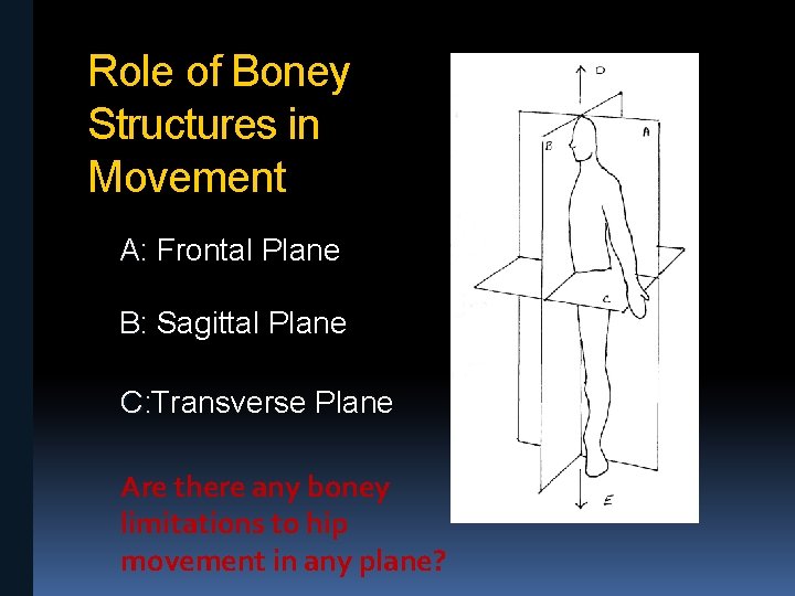 Role of Boney Structures in Movement A: Frontal Plane B: Sagittal Plane C: Transverse