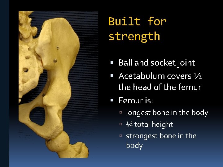 Built for strength Ball and socket joint Acetabulum covers ½ the head of the