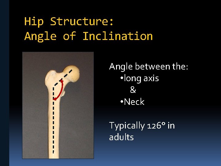Hip Structure: Angle of Inclination Angle between the: • long axis & • Neck
