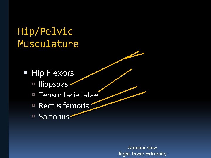 Hip/Pelvic Musculature Hip Flexors Iliopsoas Tensor facia latae Rectus femoris Sartorius Anterior view Right