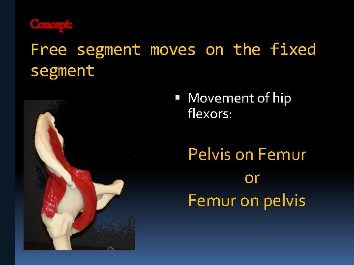 Concept: Free segment moves on the fixed segment Movement of hip flexors: Pelvis on