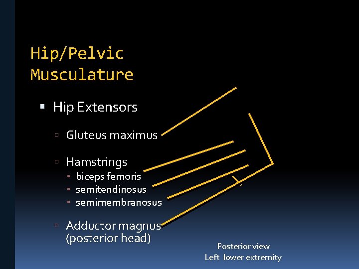 Hip/Pelvic Musculature Hip Extensors Gluteus maximus Hamstrings • biceps femoris • semitendinosus • semimembranosus