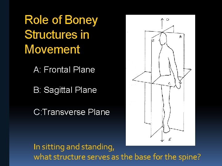Role of Boney Structures in Movement A: Frontal Plane B: Sagittal Plane C: Transverse
