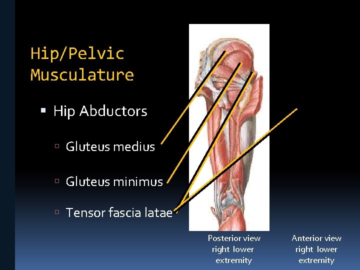 Hip/Pelvic Musculature Hip Abductors Gluteus medius Gluteus minimus Tensor fascia latae Posterior view right