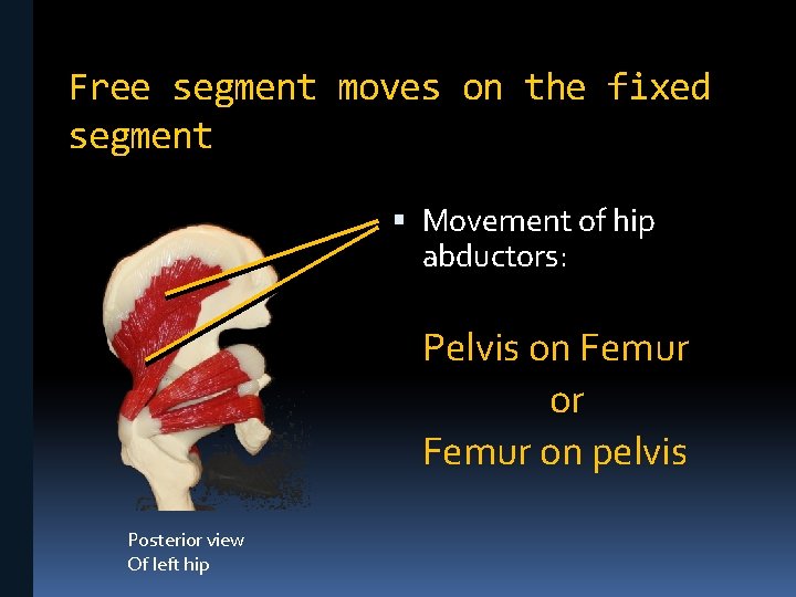 Free segment moves on the fixed segment Movement of hip abductors: Pelvis on Femur