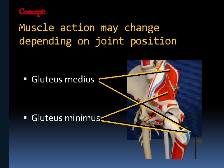 Concept: Muscle action may change depending on joint position Gluteus medius Gluteus minimus 