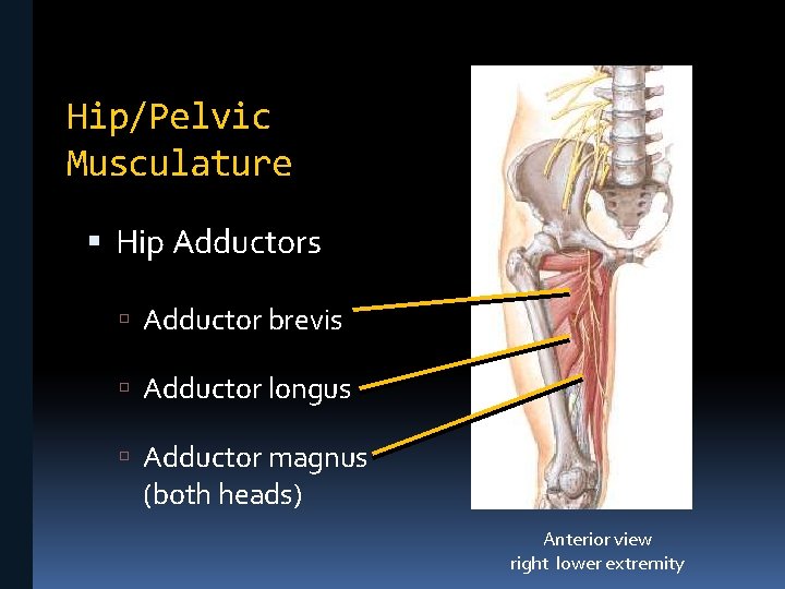 Hip/Pelvic Musculature Hip Adductors Adductor brevis Adductor longus Adductor magnus (both heads) Anterior view