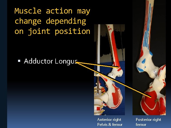 Muscle action may change depending on joint position Adductor Longus Anterior right Pelvis &