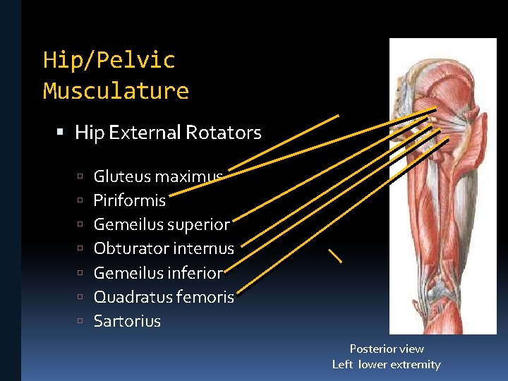 Hip/Pelvic Musculature Hip External Rotators Gluteus maximus Piriformis Gemeilus superior Obturator internus Gemeilus inferior