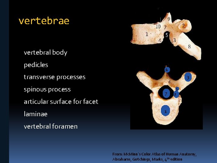 vertebrae vertebral body pedicles 4 transverse processes spinous process 3 7 5 2 articular