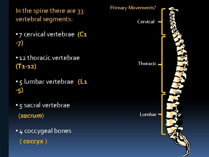 In the spine there are 33 vertebral segments: Primary Movements? Cervical • 7 cervical