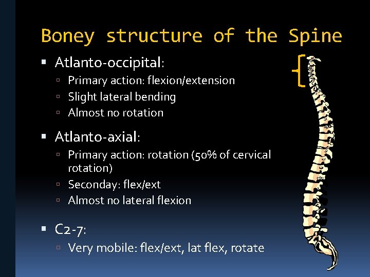 Boney structure of the Spine Atlanto-occipital: Primary action: flexion/extension Slight lateral bending Almost no