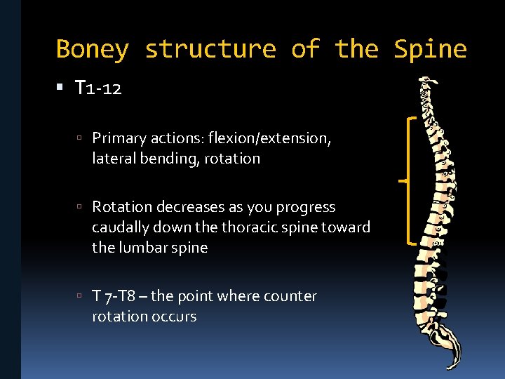Boney structure of the Spine T 1 -12 Primary actions: flexion/extension, lateral bending, rotation