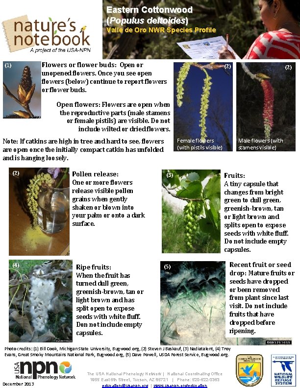 Eastern Cottonwood (Populus deltoides) Valle de Oro NWR Species Profile (1) Flowers or flower
