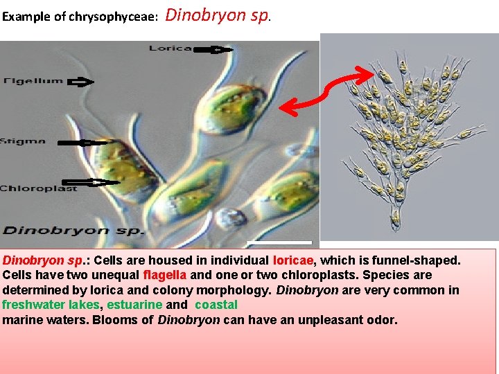 Example of chrysophyceae: Dinobryon sp. : Cells are housed in individual loricae, which is