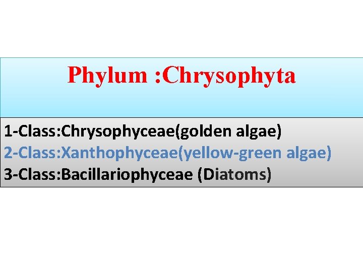 Phylum : Chrysophyta 1 -Class: Chrysophyceae(golden algae) 2 -Class: Xanthophyceae(yellow-green algae) 3 -Class: Bacillariophyceae