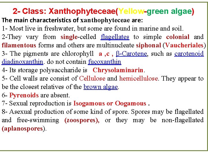 2 - Class: Xanthophyteceae(Yellow-green algae) The main characteristics of xanthophyteceae are: 1 - Most