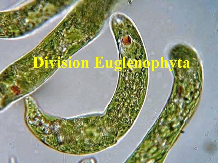 Division Euglenophyta 